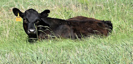 baby calf laying in grass