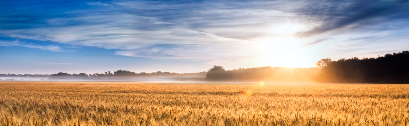 a wide-open wheat field at sunrise.
